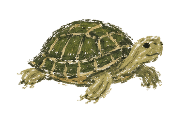 Schildkröten